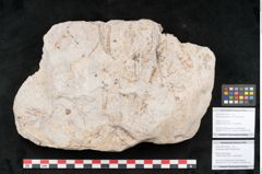 Foto (Detailansicht) von Cassia pseudomemnonia Ettingshausen (NHMW-GEO-2024-0188-10164a)
